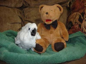 Umbrella Cockatoos Parrots for Adoption