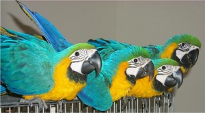 Hyacinth Macaw Parrot for Sale