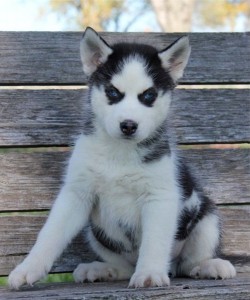 Cheap Siberian Husky Puppies for Sale