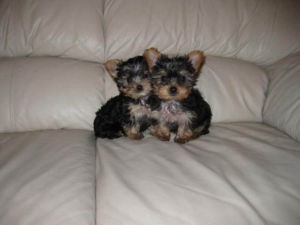 Yorkshire Terrier Puppies Available