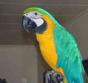 Macaw Parrot for Sale