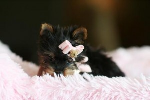 Adorable AKC Yorkie Puppies for Sale