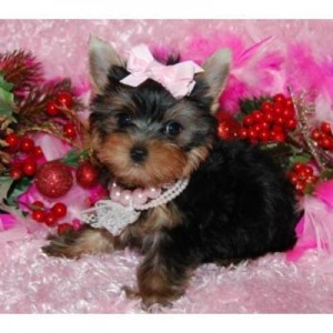 Yorkie Puppies for Adoption