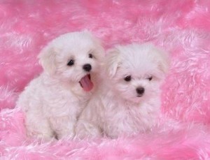 Super Cute Teacup Maltese Pups