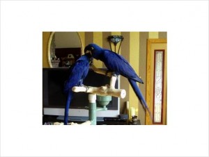 Hyacinth Macaw Pair for Adoption