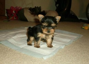 Parti Carrier Yorkie Puppy