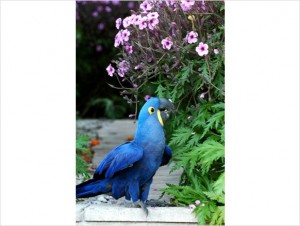 Talking Female Hyacinth Macaw Parrot