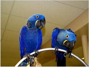 Hyacinth Macaw Parrots for Adoption