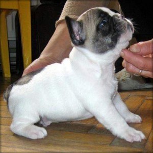 French Bulldog for Sale