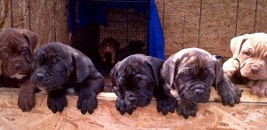 French-Neapolitan Mastiff Puppies