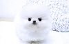 Lovely Pom/Maltese Cross Puppies