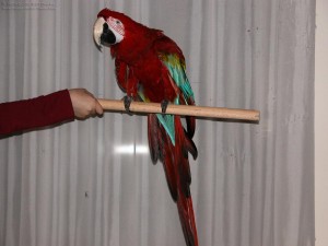 Green Winged Macaw for Adoption