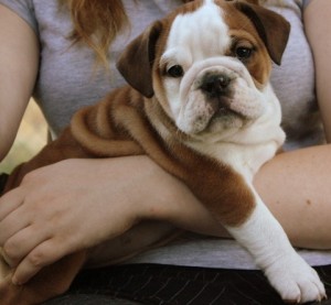 English Bulldog Puppies for Adoption