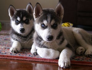 Siberian Husky Puppies for Sale