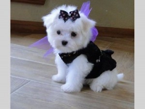 Teacup Maltese for Adoption