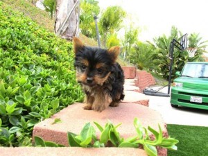 Home Trained Yorkie Puppy