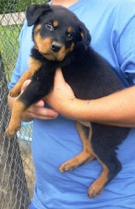 Cute Rottweiler for Adoption