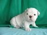 Wounderfull English Bulldog Puppies for Adoption