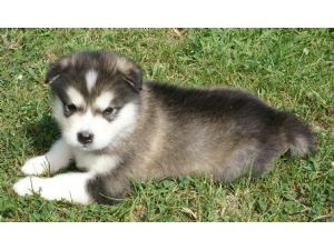 Outstanding Alaskan Malamute Puppies for Adoption