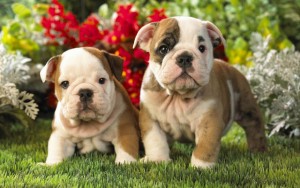 English Bulldog Pups for Adoption