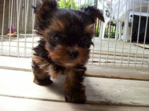 Female Yorkie Puppy for Adoption