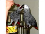 Beautiful African Grey Parrots for Sale