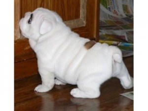 Rare English Bulldog Puppies