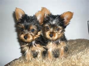 Yorkshire Terrier Puppies