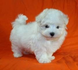 Maltese Puppies For Adoption