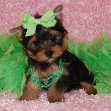 Teacup Yorkshire Terrier Puppy!!!