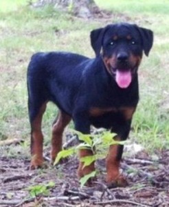 Rottweiler Puppy