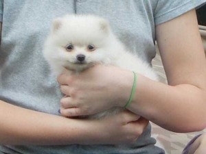 Cute Pomeranian Puppies for Re-homing