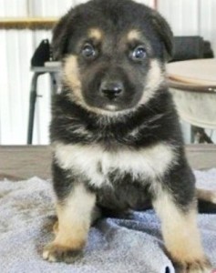 German Shepherd Puppy For Adoption!