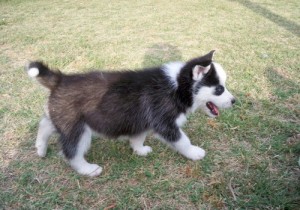 Awesome Blue Eyed Siberian Husky