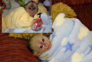 Female Capuchin Monkey for Adoption