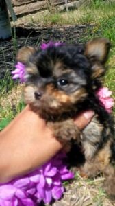 Yorkie Puppies Available