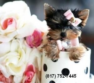 AKC PARTI CARRIER YORKIE PUPPIES