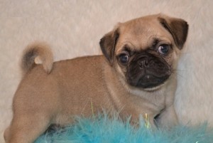 Sweet Pug Puppies