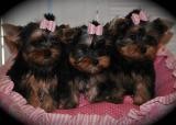 Adorable Yorkie Puppies