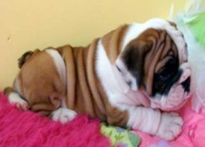 Gorgeous Little English Bulldog Puppy