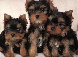 Playful Yorkshire Terrier Puppy