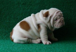 Marvelouse Bulldog for Sale