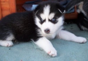 Gorgeous Blue Eyed Siberian Husky Puppy!
