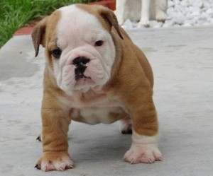 Intelligent AKC English Bulldog Puppy!