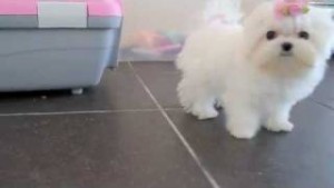 Cute AKC Maltipoo Puppies