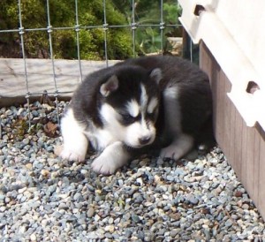 Blue Eyed Siberian Husky Puppy