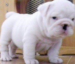 English Bulldog Puppy for Adoption