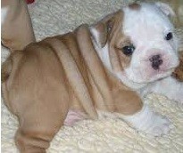 English bulldogs Puppies Available