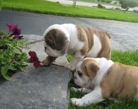 CKC English Bulldog Puppie