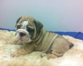 De-worming Bulldog Puppies for Sale